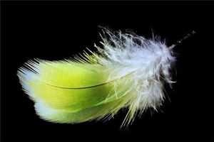 羽屬於五行屬什麼