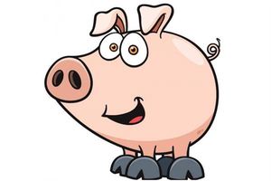 屬豬的人五行與命運