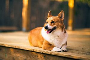 屬狗的人五行與命運