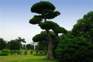 八字五行缺木怎麼辦