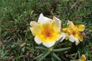 五行屬性都有什麼樣的性格特點