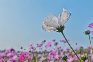 十二時辰時間表